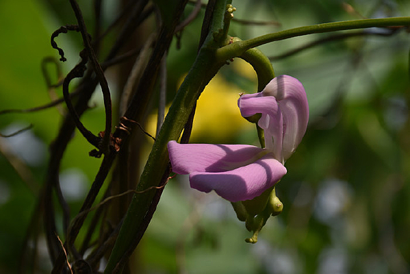 ��ɫ������