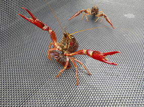 ��Ϻ�ز�����