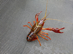 ������Ϻ