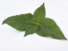 ������Ҷͼ