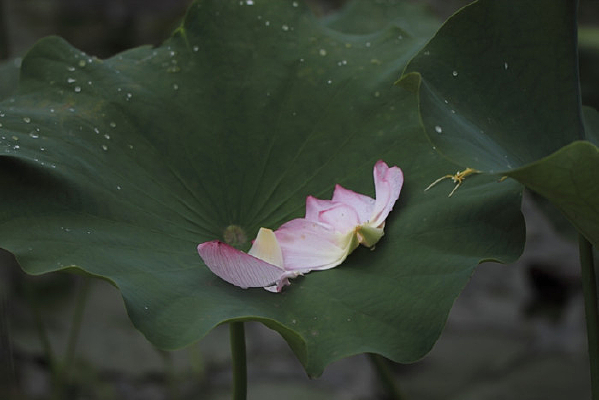 ��Ƭ����ĺɻ�