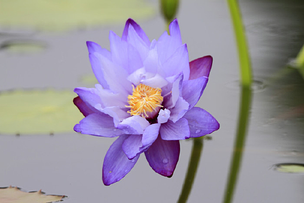 ����ʢ����˯��