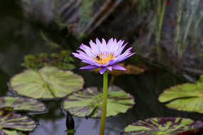 ����ӭ���˯��