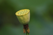 ��Ҷɢ��������