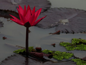 ޸˯