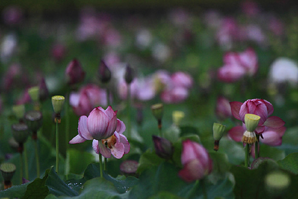 �ٻ����ŵĺɻ�