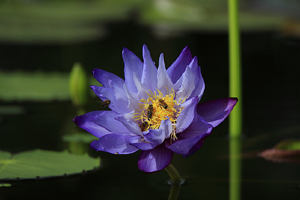 ��ɫ�з��˯�� 