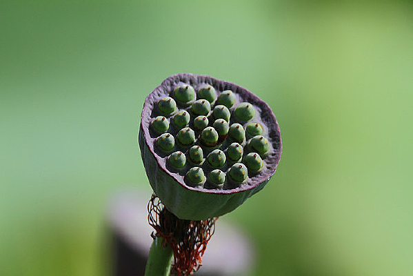 ���ѵ�����