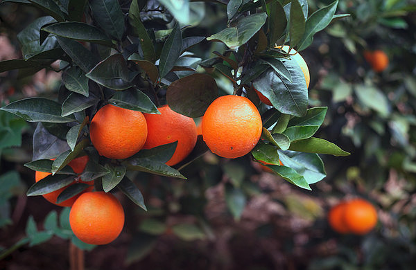 ����Ҷ�ĳ���