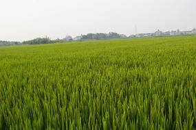 ���յ������