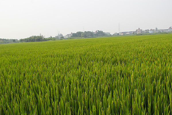 ���յ������