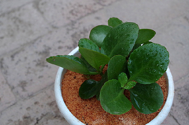 ˮ������ֲ