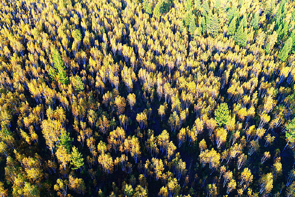 ��������ɫ�����ģ�