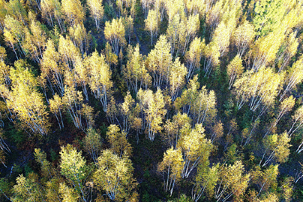 ��������ɫ����