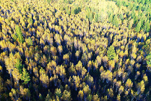 ���İ�������ɫ