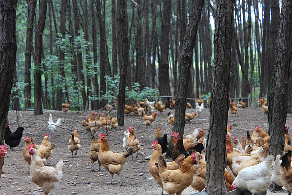 ɢ������