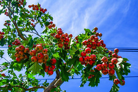 ��֦��һƬɽ�