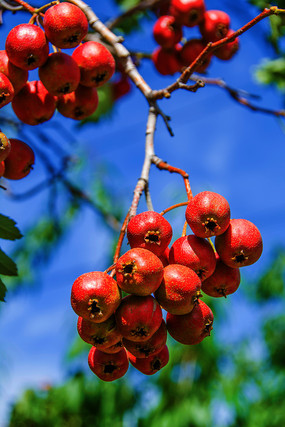 ��֦֦ͷ���ҵļ���ɽ�