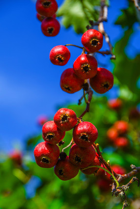 ��֦֦ͷ���ҵ�����ɽ�