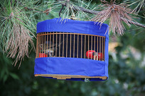 ����֦�µ�����