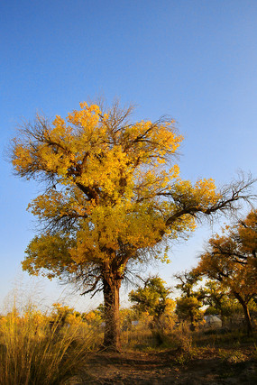 ��������ֵĳ���