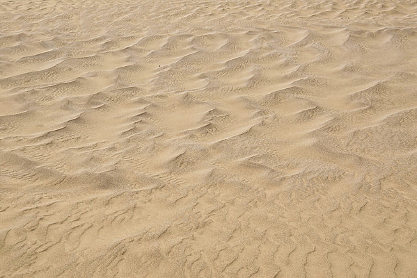 ������ɳĮ����