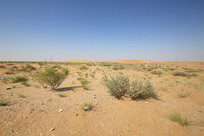 ���ɳĮ�ͺ���ֲ