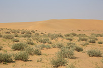 ���ɳ����ʵ�ò