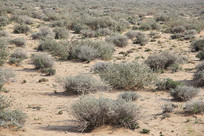 ���̲�ͺ�ֲ��