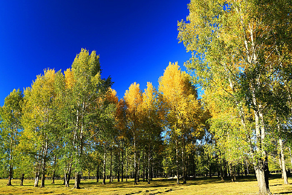 ��ɫ�������� 