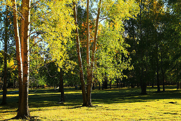 ��ɫ�������� 