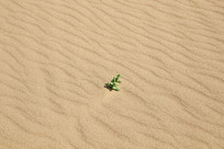 ��ɳ���е���ֲ