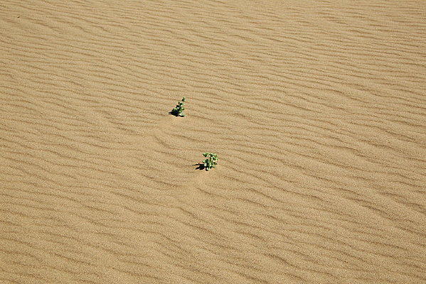 ��ɳ�е���ɫֲ��