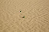 ��ɳ�е���ɫֲ��