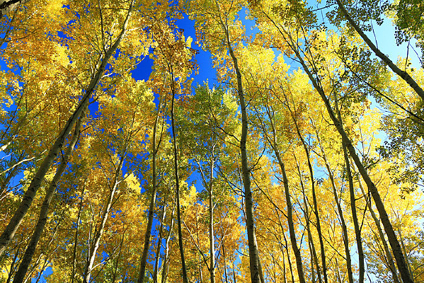 �������ֲ���