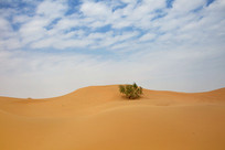 ɳĮ�ϵ���ɫֲ��