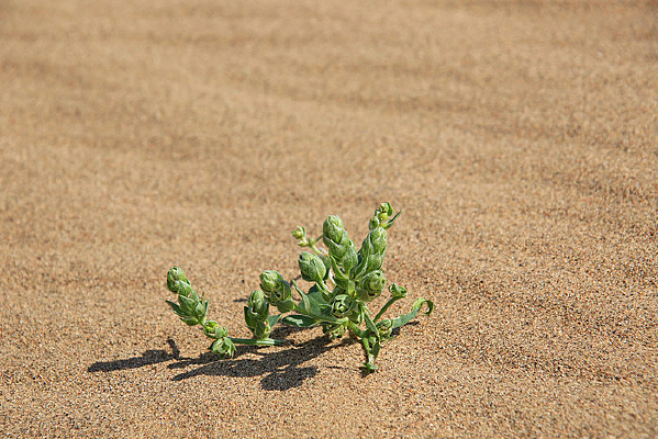 ɳĮ�������̵���ֲ