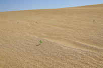 ɳɳĮ�ϸշ�ѿ����ɫ����