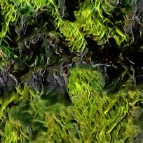 ������ɫֲ��װ���ͻ�