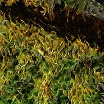 ������ɫ��ƺװ���ͻ�