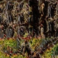 ����ï��ɭ��װ���ͻ�