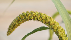 ũ����С����ֲ