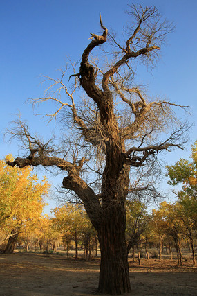 ����ɺ������