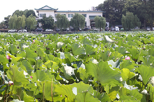 ��԰ï�ܺɻ�