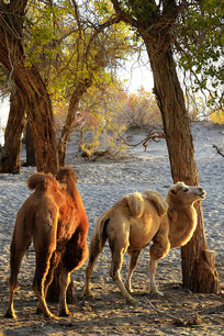 �����ֳ����е�����