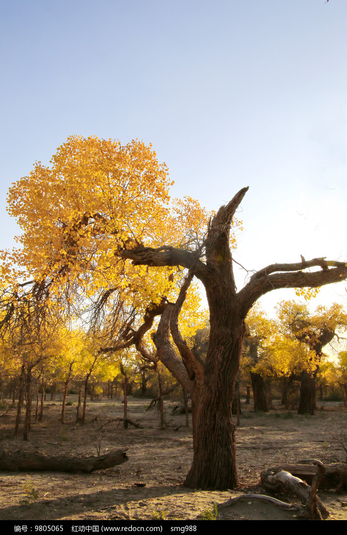 ��ɫ�ĺ�����ͼƬ