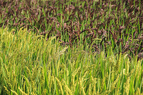 ��ɫ������԰