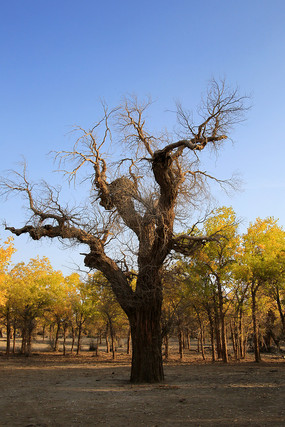 �����еĿ���������