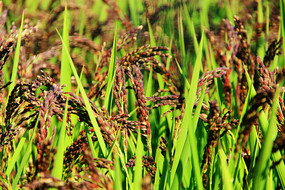 �����ɫ��