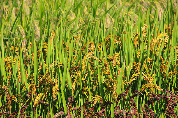 ���㵾����